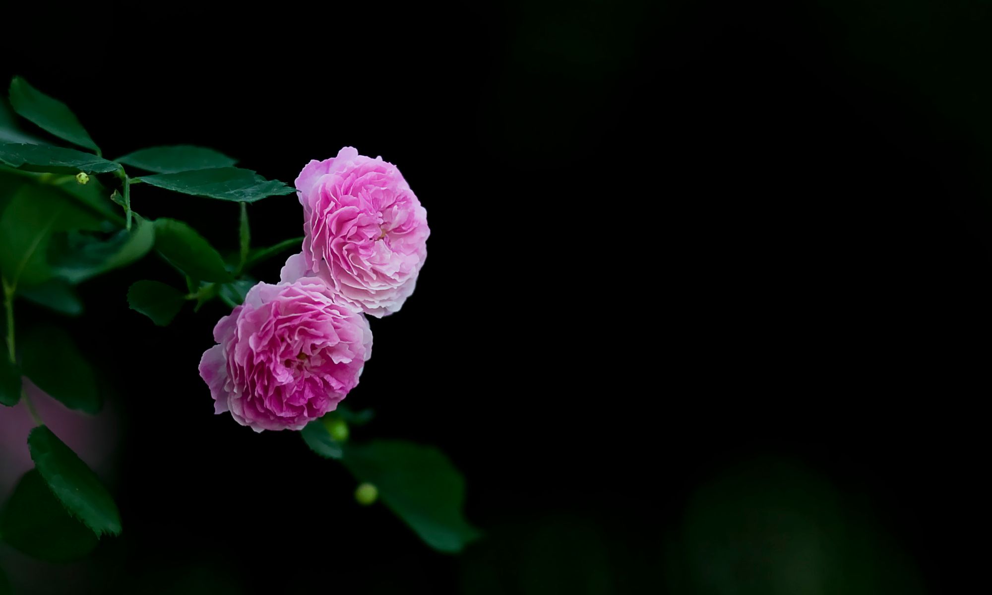 正是蔷薇花盛开时_高清图集_新浪网