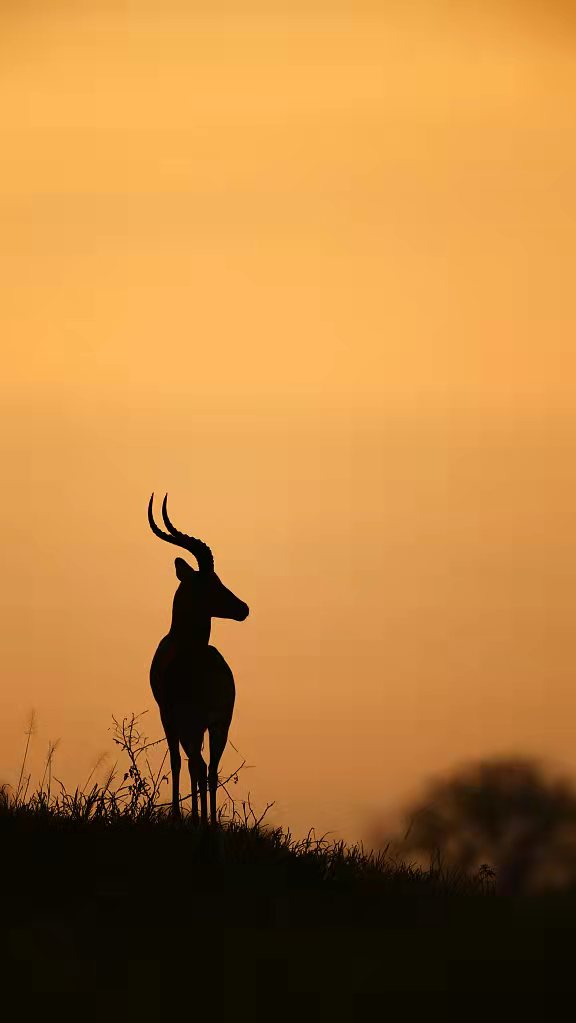 每日一图 在落日余晖下,站在草原上眺望远方的羚羊剪影_高清图集_新浪