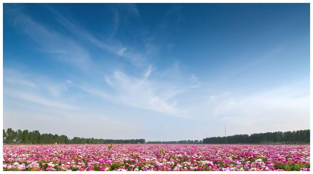 心理测试 凭直觉选出你最喜欢的花海 测你是旺夫还是旺自己 旺夫 心理测试 花海 新浪新闻