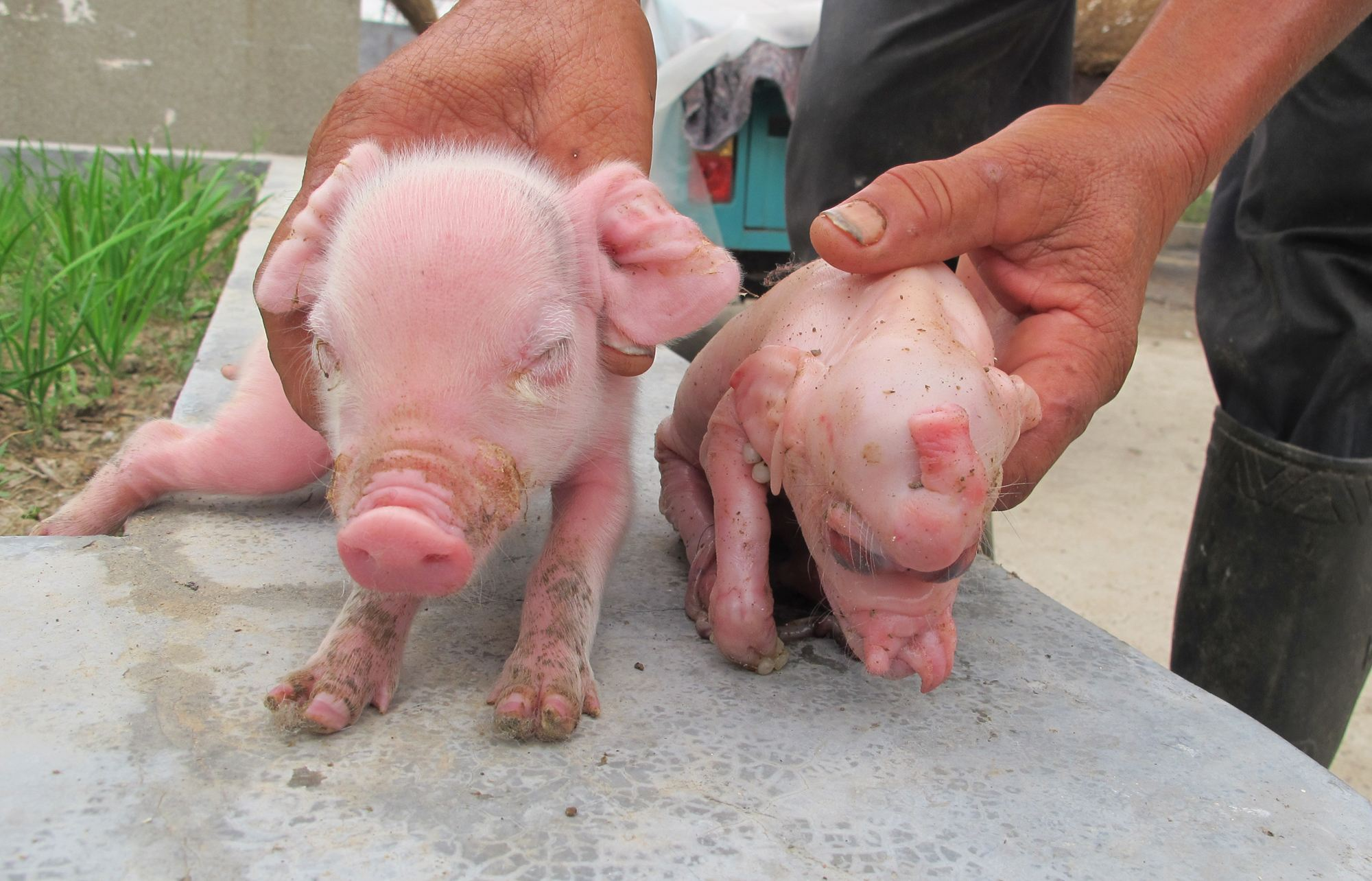 男子半夜被母猪的惨叫声惊醒,看到这一幕又惊又喜