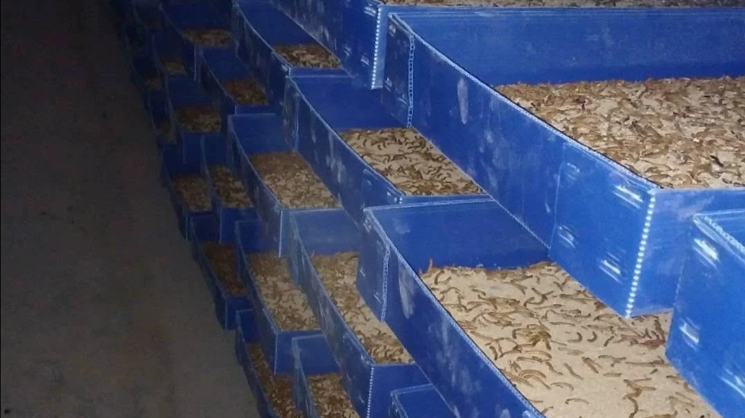 黄粉虫是养殖蝎子的主要饲料,养黄粉虫的场地和养殖盒的做法