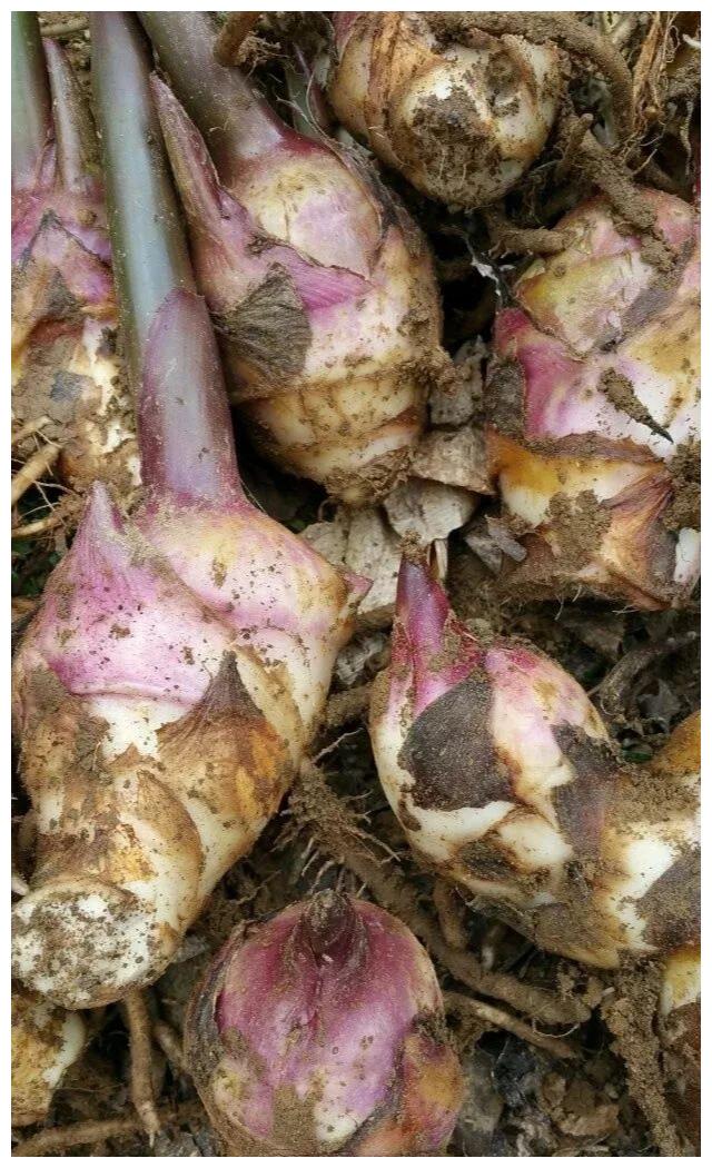 小时候在农村吃的那些野菜你记得几种都吃过吗