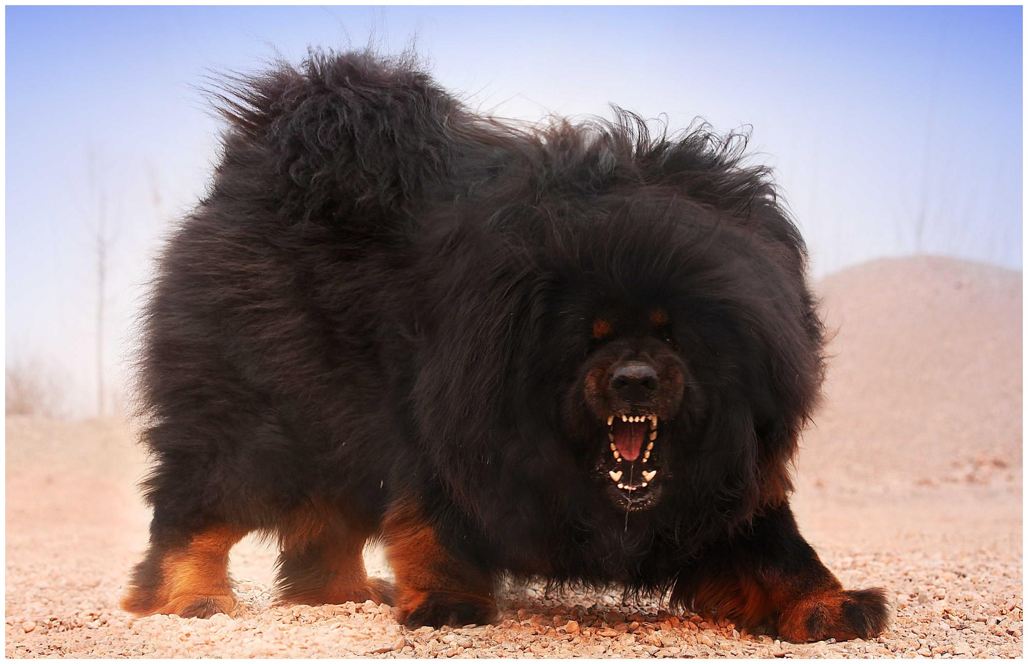 曾经值北京两套房的藏獒如今却成了流浪狗泡沫是如何破灭的