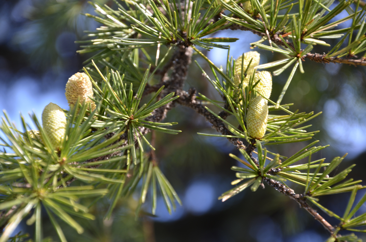 一种杉树花,原创拍摄|杉树|原创|拍摄_新浪新闻