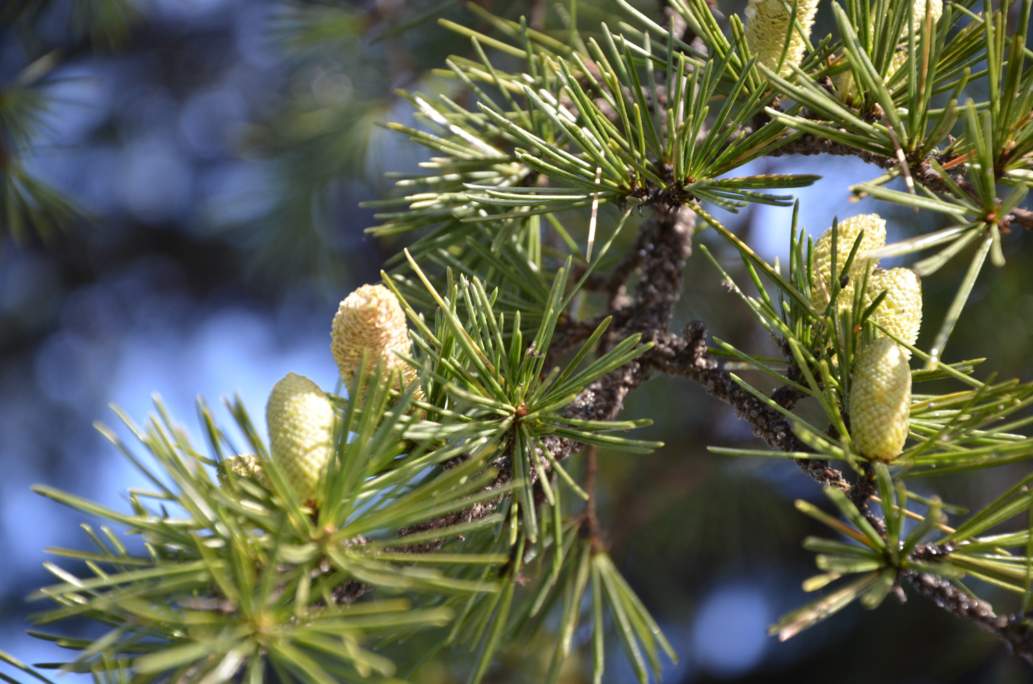 一种杉树花,原创拍摄|杉树|原创|拍摄_新浪新闻
