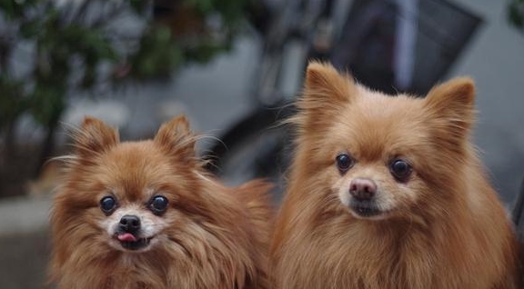 大多人养的博美都是串串纯种的有5个特点避免选中串串狗