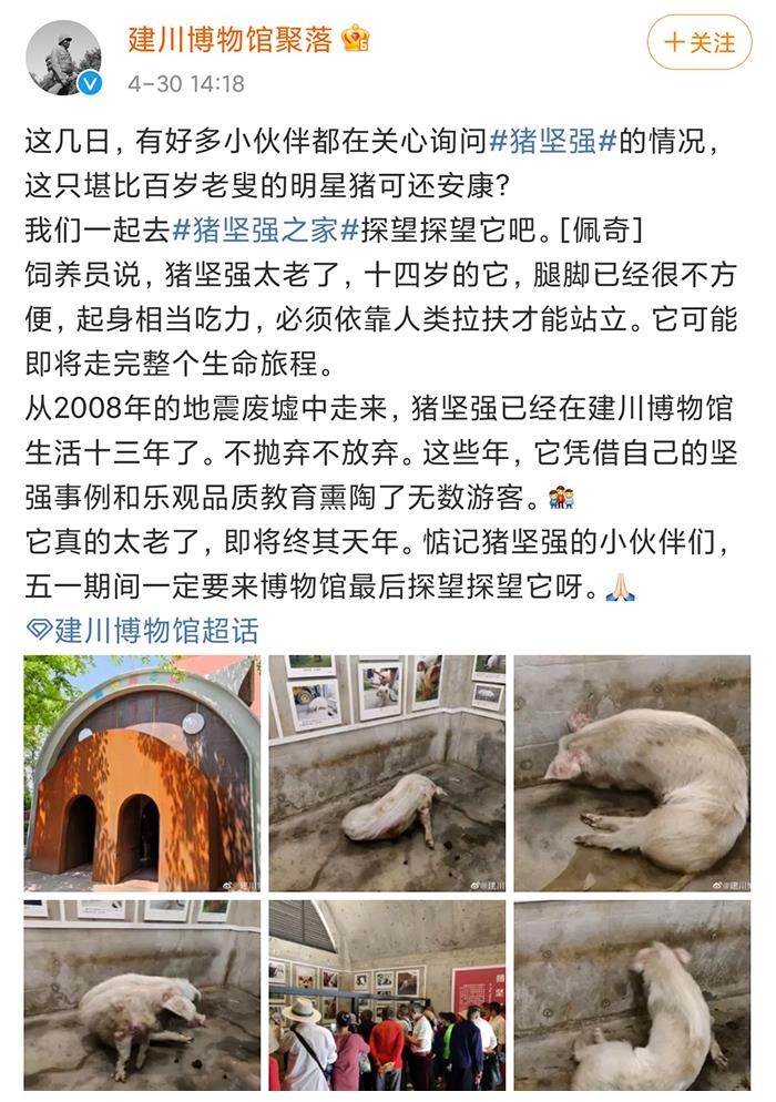 “猪坚强”可能坚持不住了,汶川地震励志猪,五一去看看它吗__财经头条