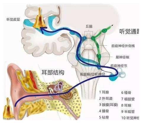 传播进耳朵,然后引起鼓膜震动,该声音信息通过鼓膜到达脑神经细胞中