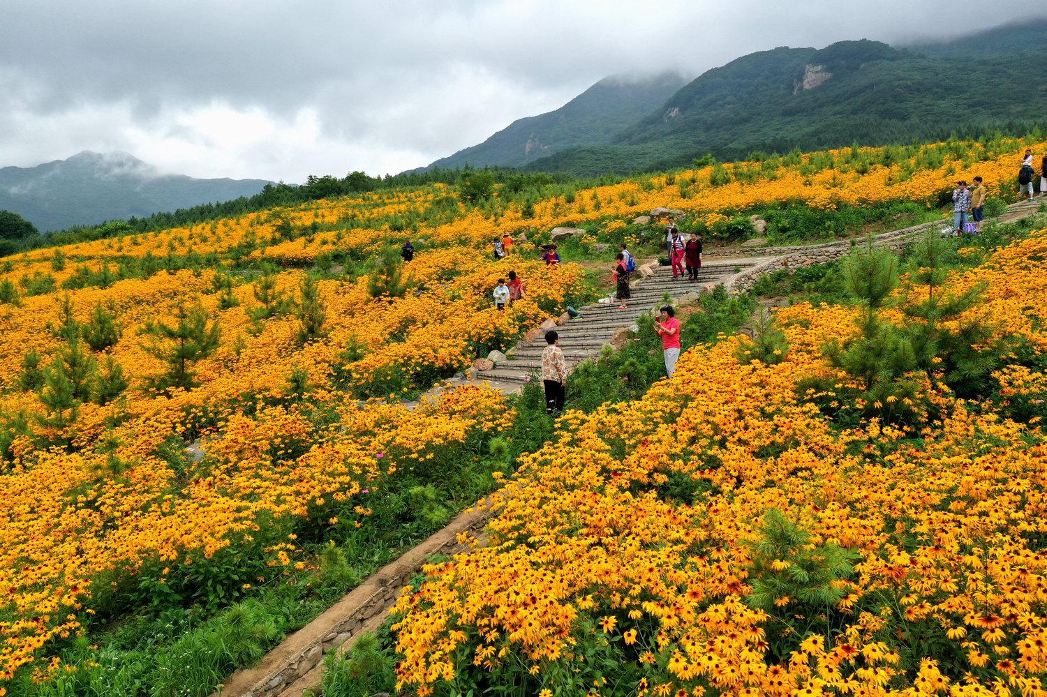 500亩金光菊绽放 老边沟花海等你围观