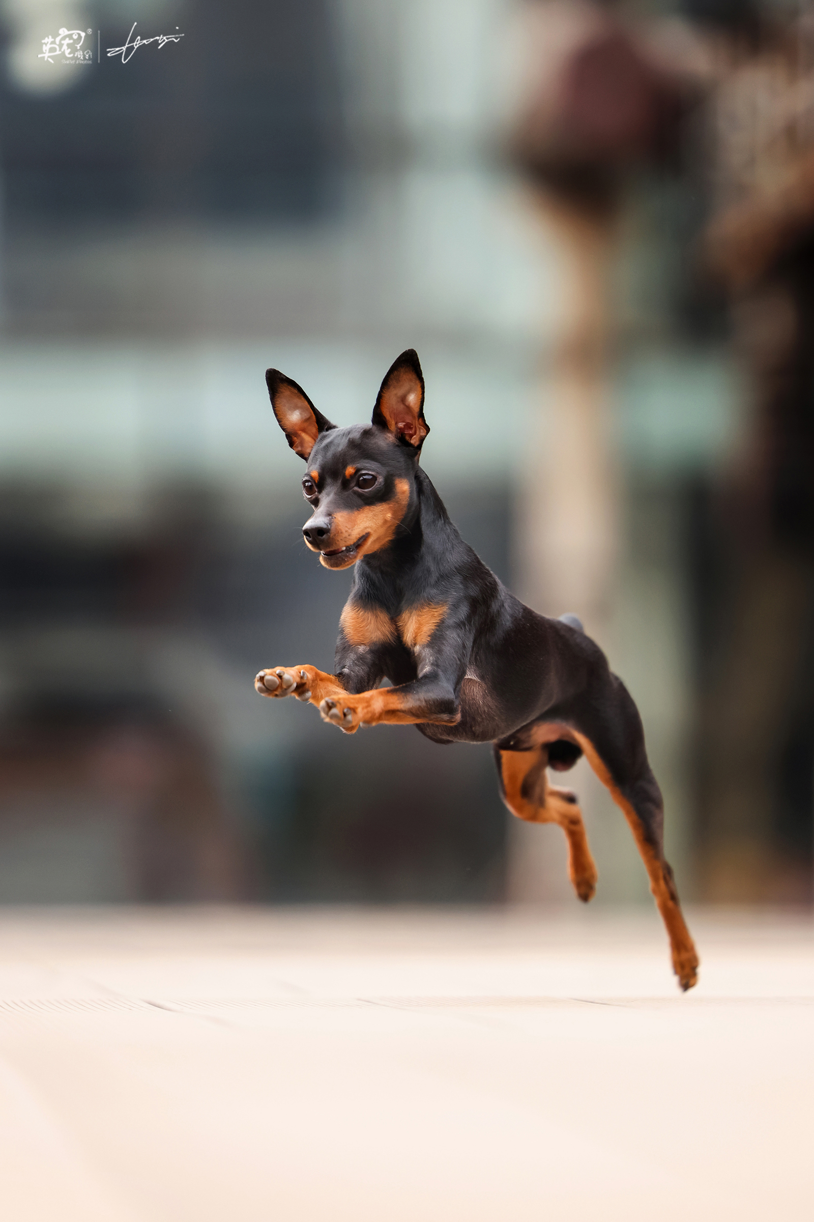 mini杜宾,体型小,气场大.__财经头条