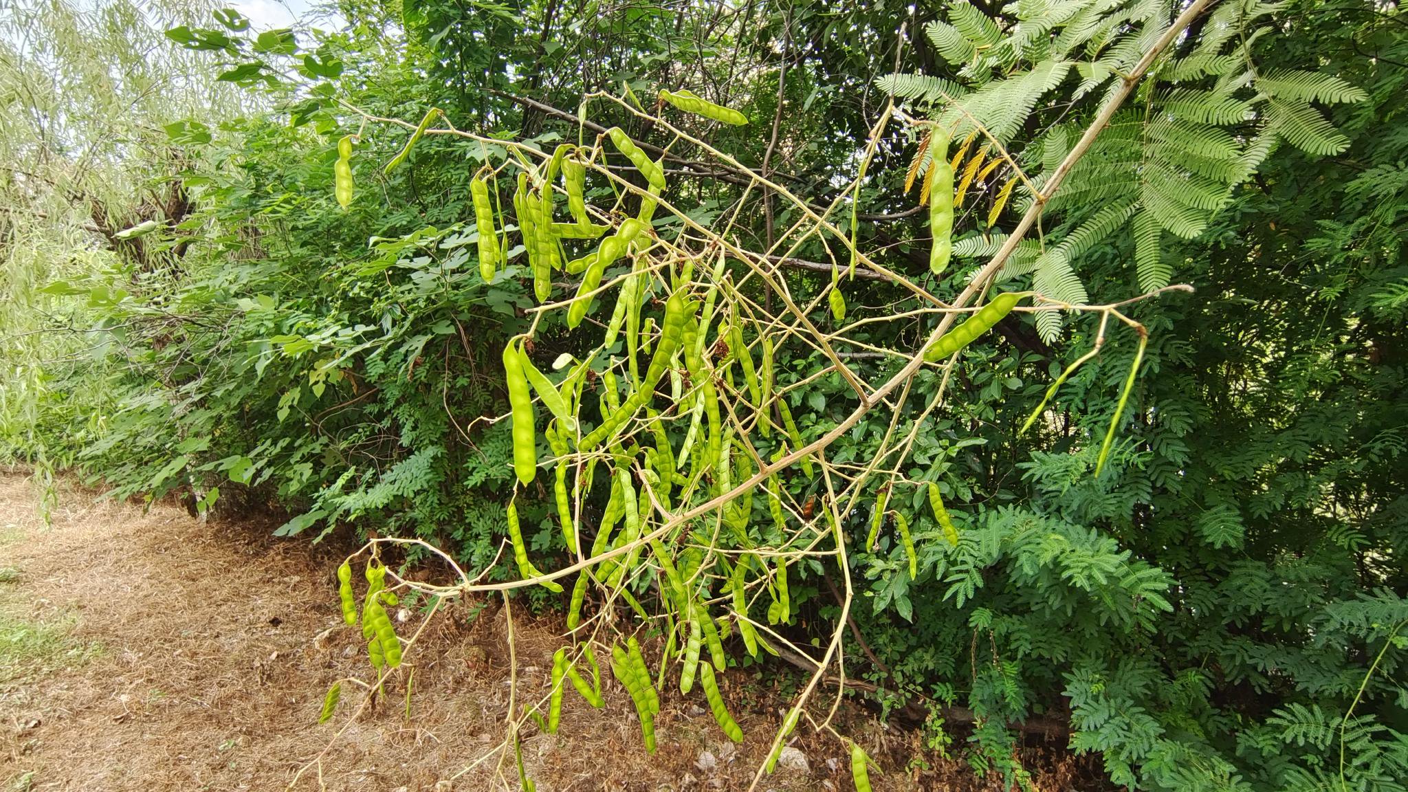 植物果实欣赏:"光荚含羞草"果实