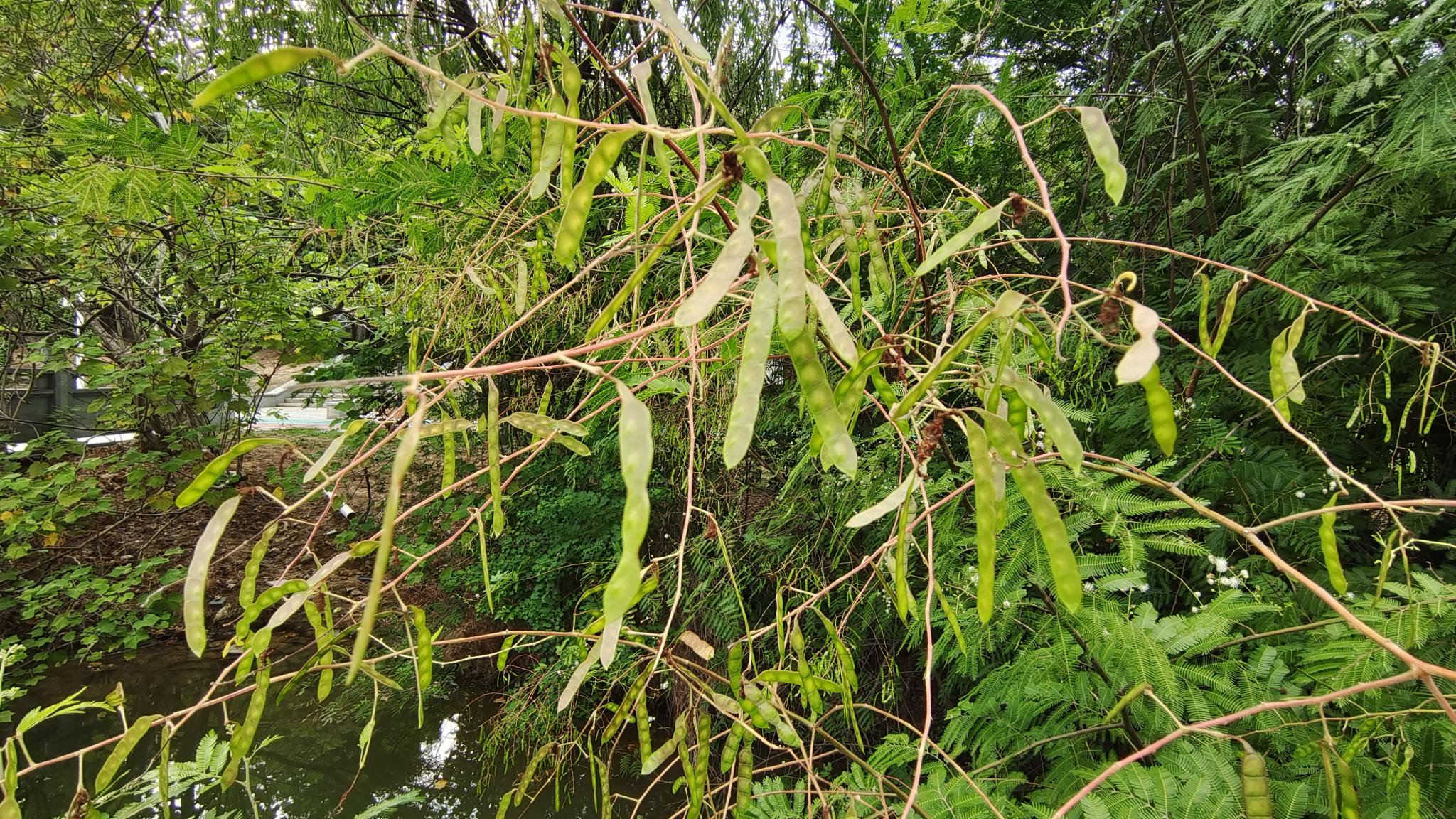 植物果实欣赏:"光荚含羞草"果实