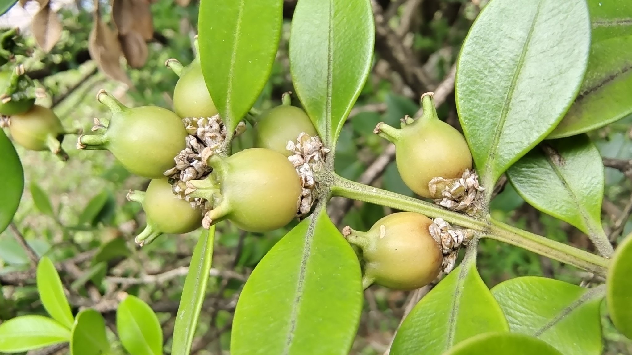 植物果实欣赏:黄杨果实