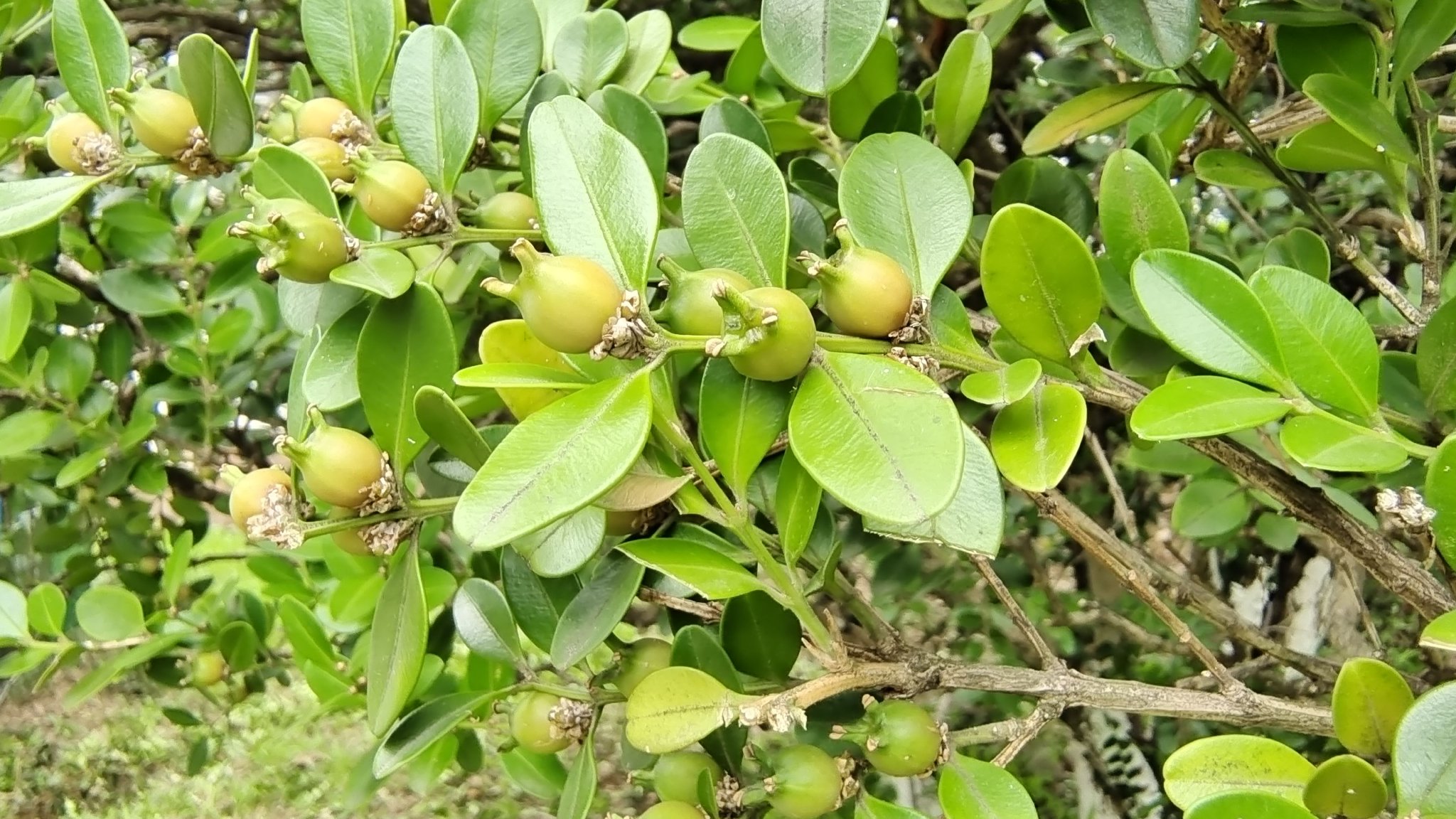 植物果实欣赏:黄杨果实