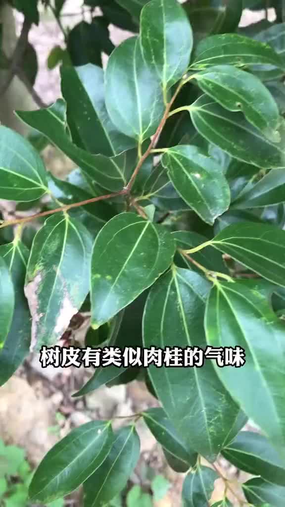 阴香又叫土肉桂,许多人误以为是香樟_手机新浪网