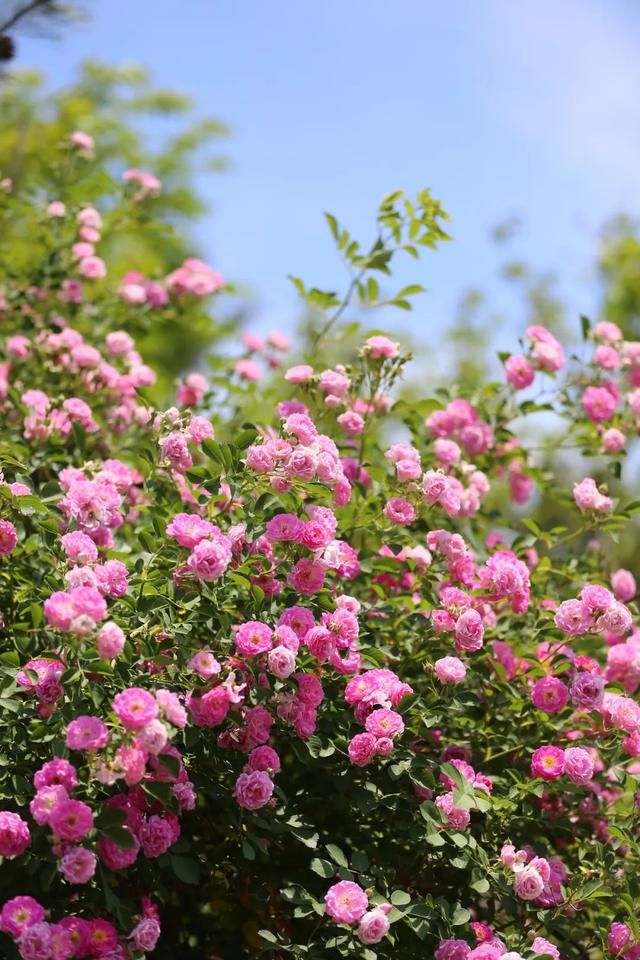 原图直出烟台蔷薇花海迎来颜值巅峰浪漫指数飙升