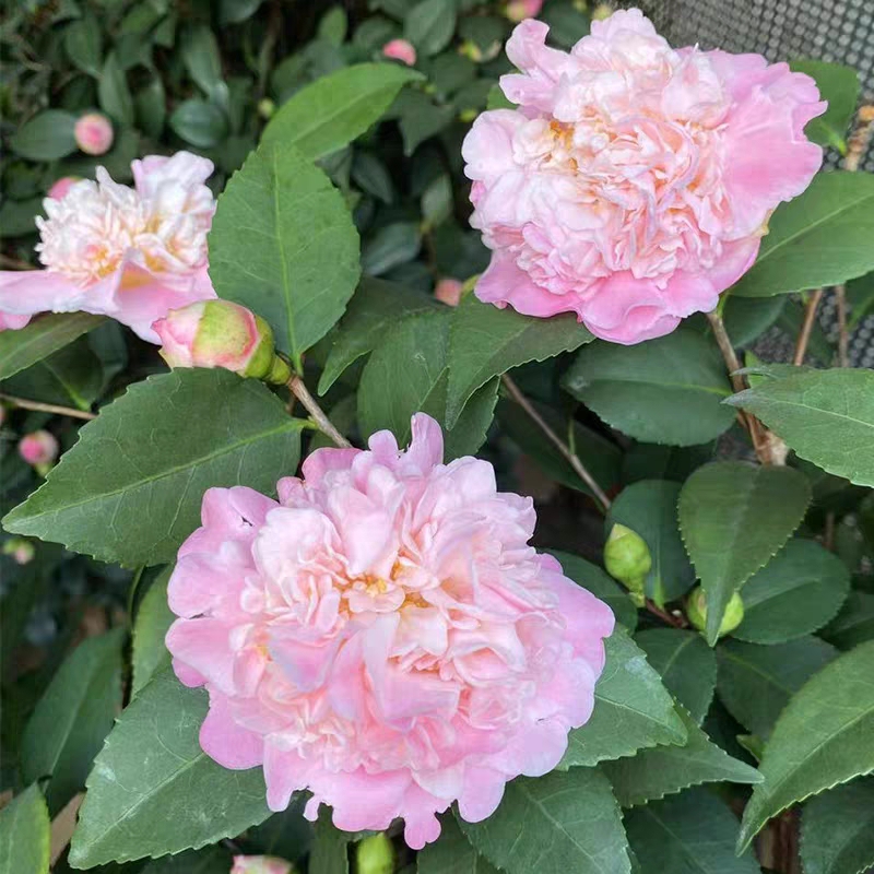 茶花在春季长出来的嫩绿新芽修剪掉 瞎搞 动剪刀来年哪有花 茶花在春季长出来的嫩绿新芽修剪掉 瞎搞 动剪刀来年哪有花
