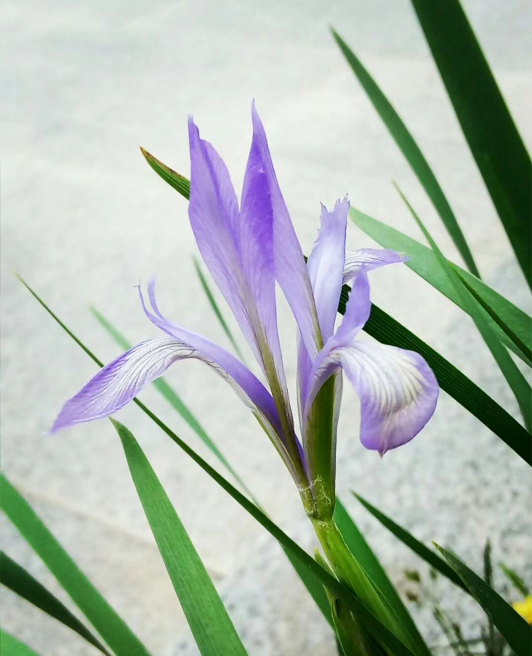 普普通通的马兰花!_高清图集_新浪网