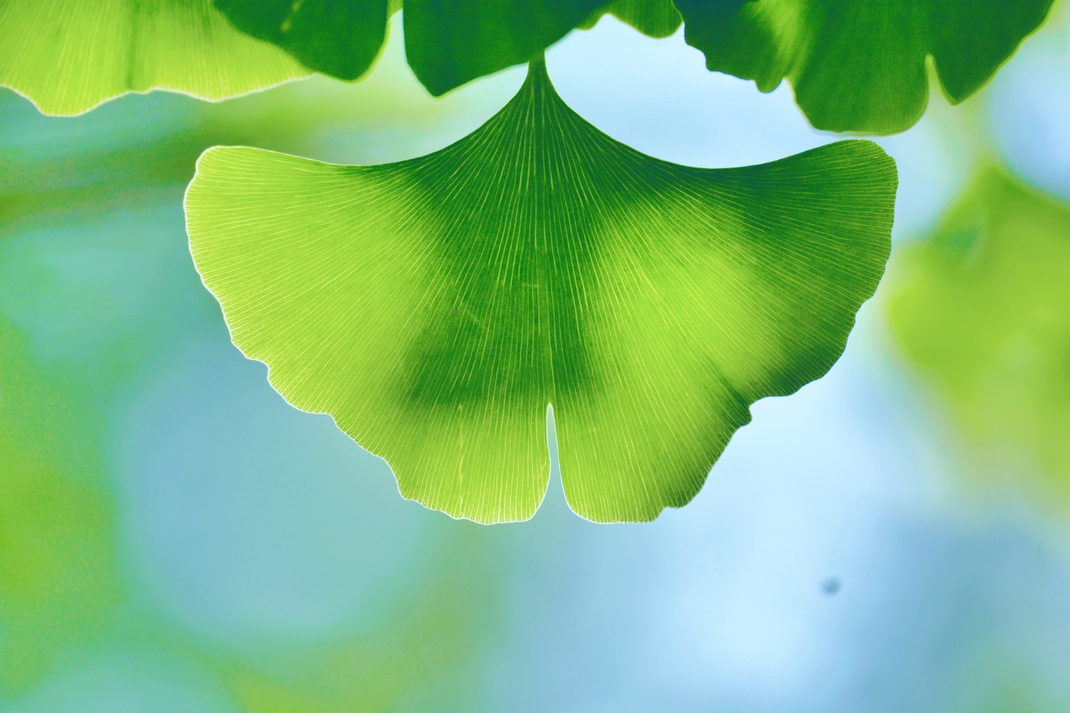 春天的银杏叶,原创拍摄