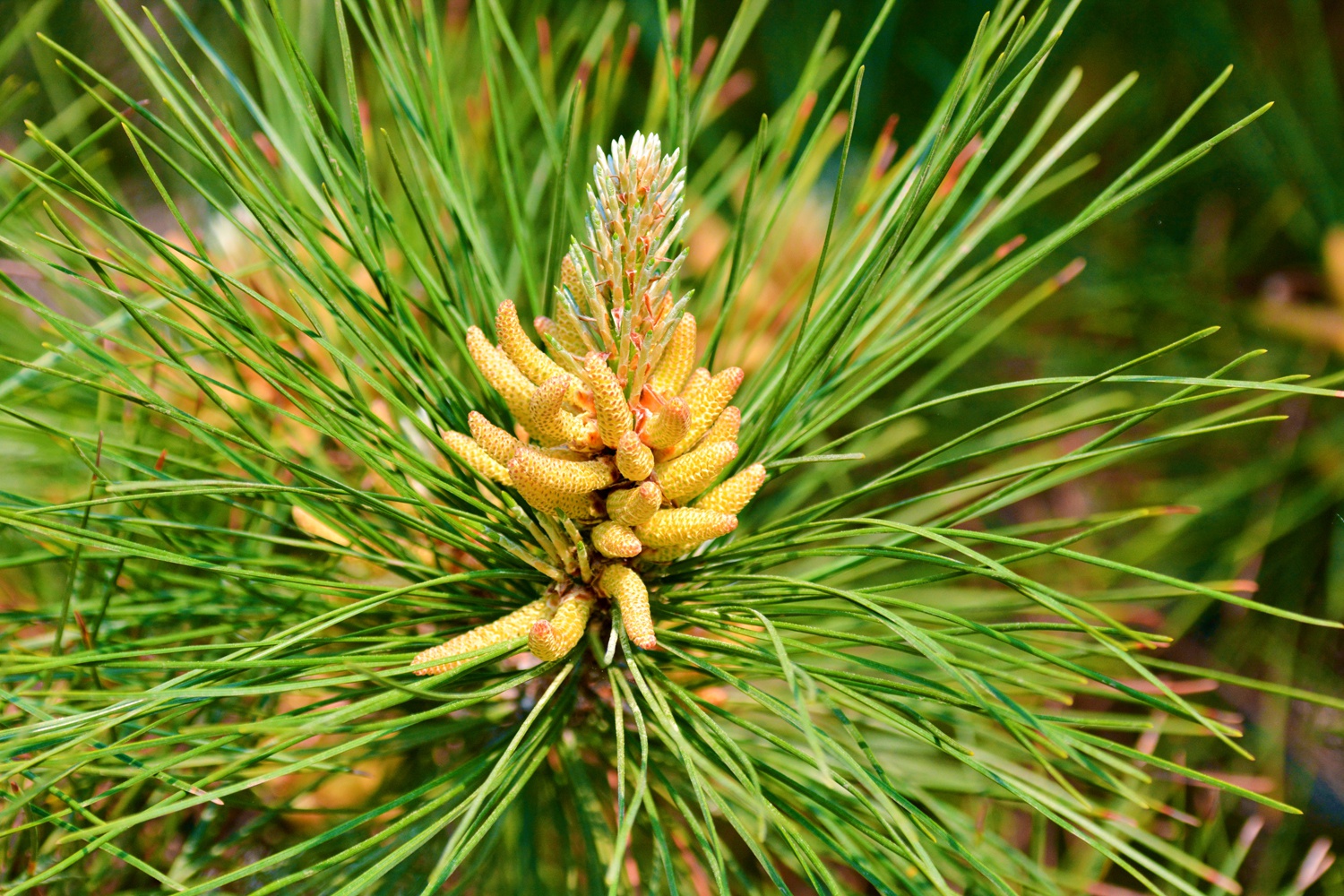 马尾松(马尾松的功效与作用)