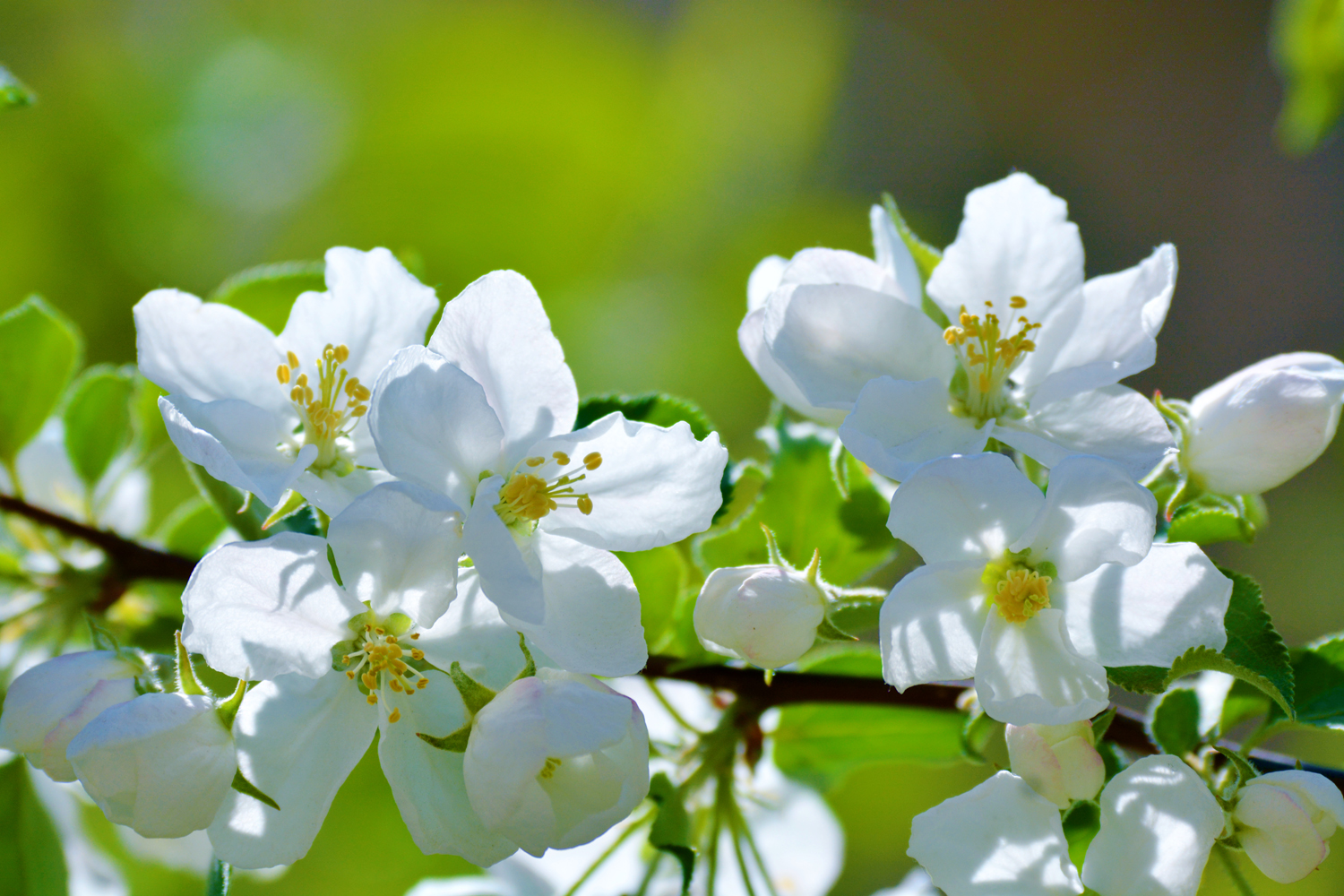 北美海棠花原创拍摄