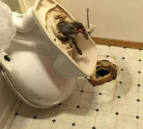 家里厕所突然窜出很多老鼠,男子看到整个人都不好了|马桶|霸主|下水道