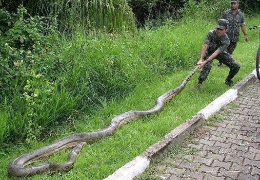 当今世上最大的蟒蛇亚马逊丛林里的霸主平头哥都不敢招惹