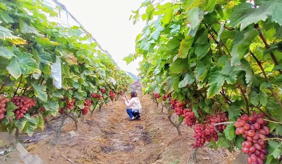 近日,在蕉江瑶族乡界顶红提产业带,映入眼帘的是一片片的葡萄园,走进
