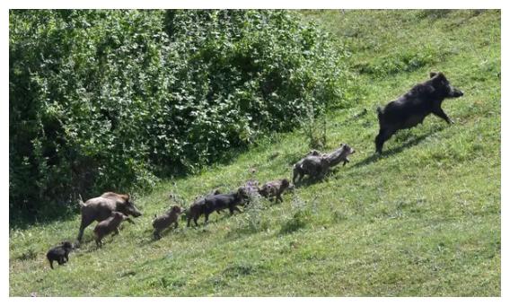 野猪太多，意大利人心态崩了，“必要时让军队介入！”休闲区蓝鸢梦想 - Www.slyday.coM
