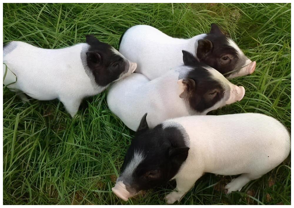 巴马香猪养殖场疫病的扑灭措施