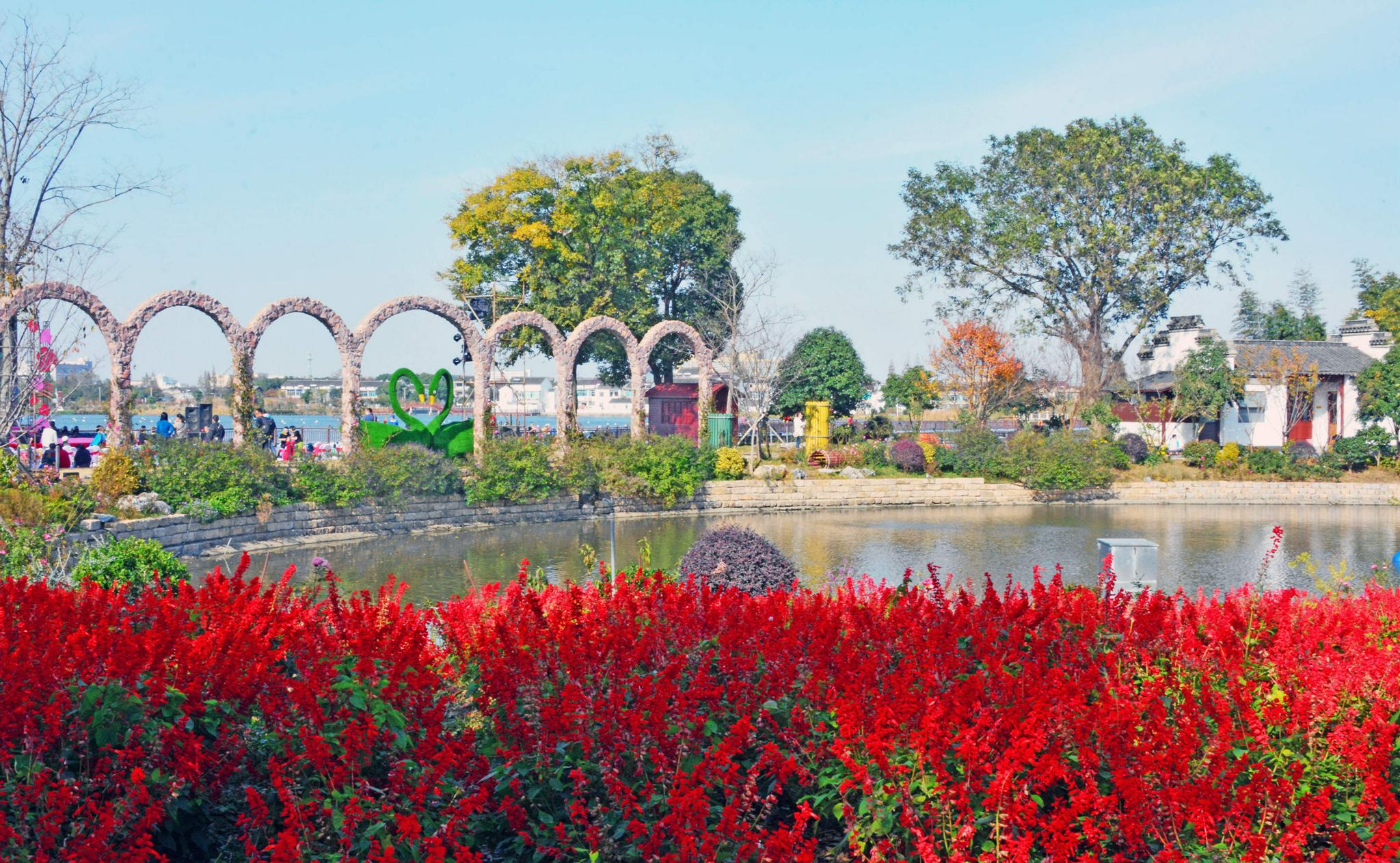 秋染锡山鹅湖篇,玫瑰园的深秋.江苏无锡锡山区鹅湖镇鹅湖村.