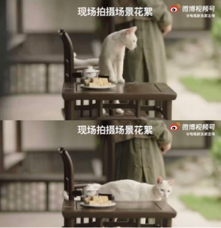 于正，还猫来！《当家主母》被质疑毒死真猫，晒花絮以力证清白！休闲区蓝鸢梦想 - Www.slyday.coM