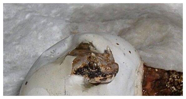 男子捡到的蛋孵出蛇,头上竟长出犄角,向朋友炫耀被告知有剧毒