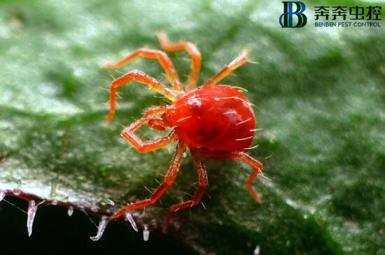 新闻看点# 蛛形纲叶螨科动红蜘蛛,又名棉. 来自奔奔虫控 - 微博