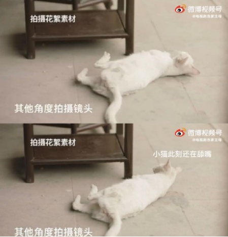 于正，还猫来！《当家主母》被质疑毒死真猫，晒花絮以力证清白！休闲区蓝鸢梦想 - Www.slyday.coM