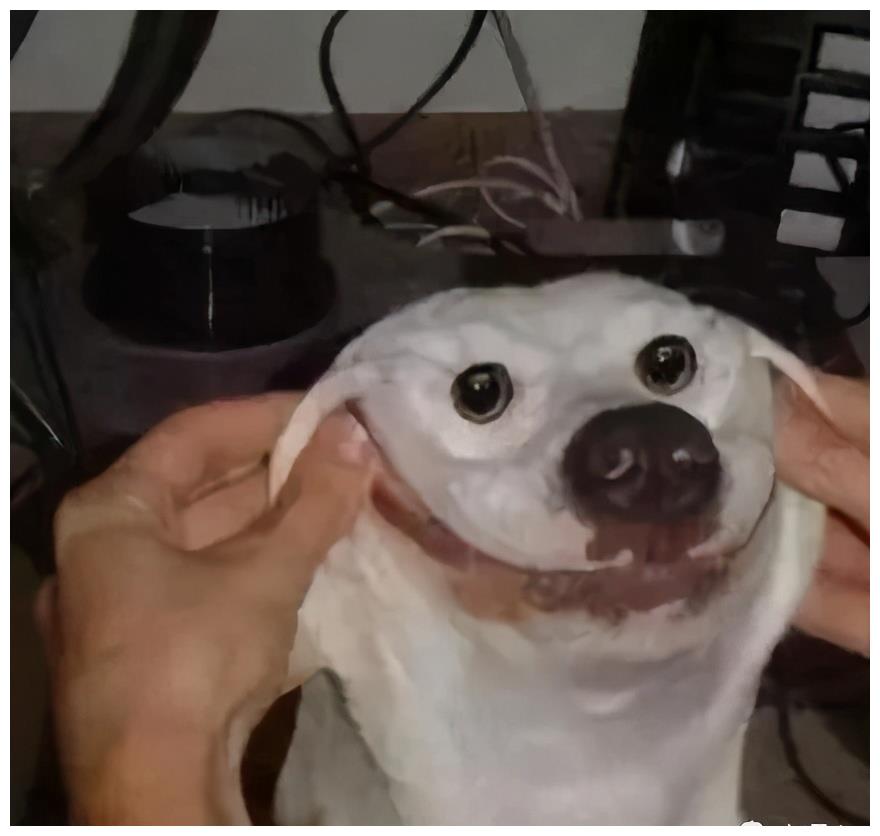 别怪我没告诉你 捏狗脸真的上瘾 上瘾 肉狗 巴哥 新浪新闻