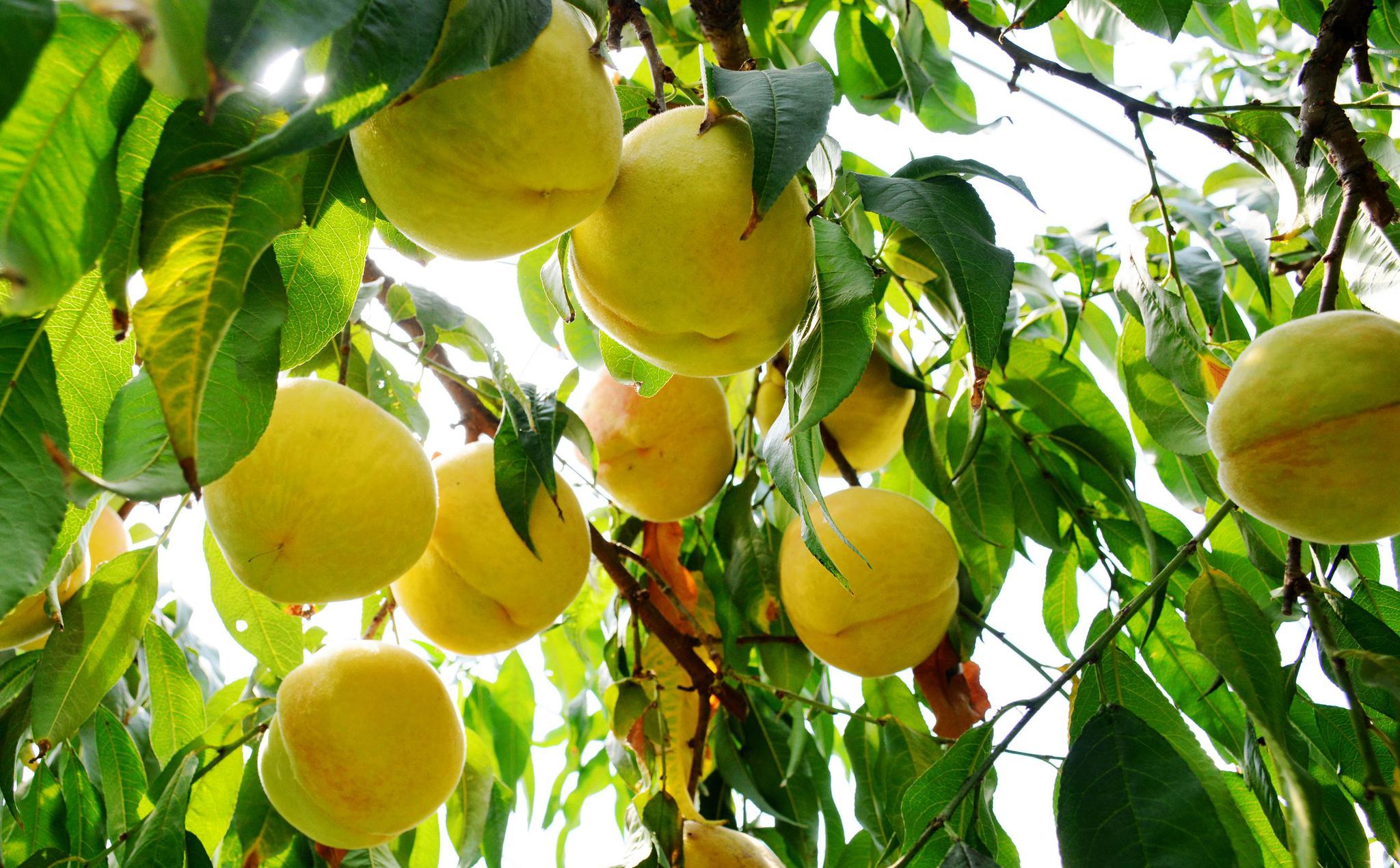 黄桃香飘斗山坳,无锡斗山北斗果园,无锡黄桃种植第一家.