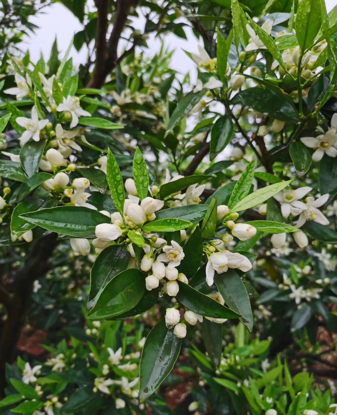 乡村的橘子树开花了