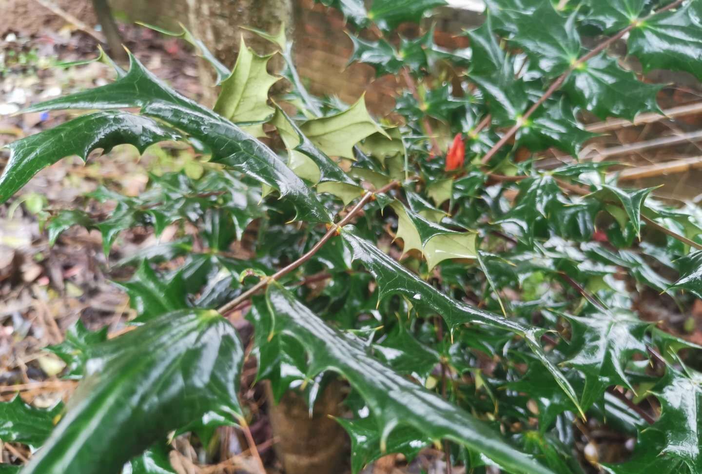 这植物就是“十大功劳”,叶子边缘都是尖刺,长得怪异用处不小
