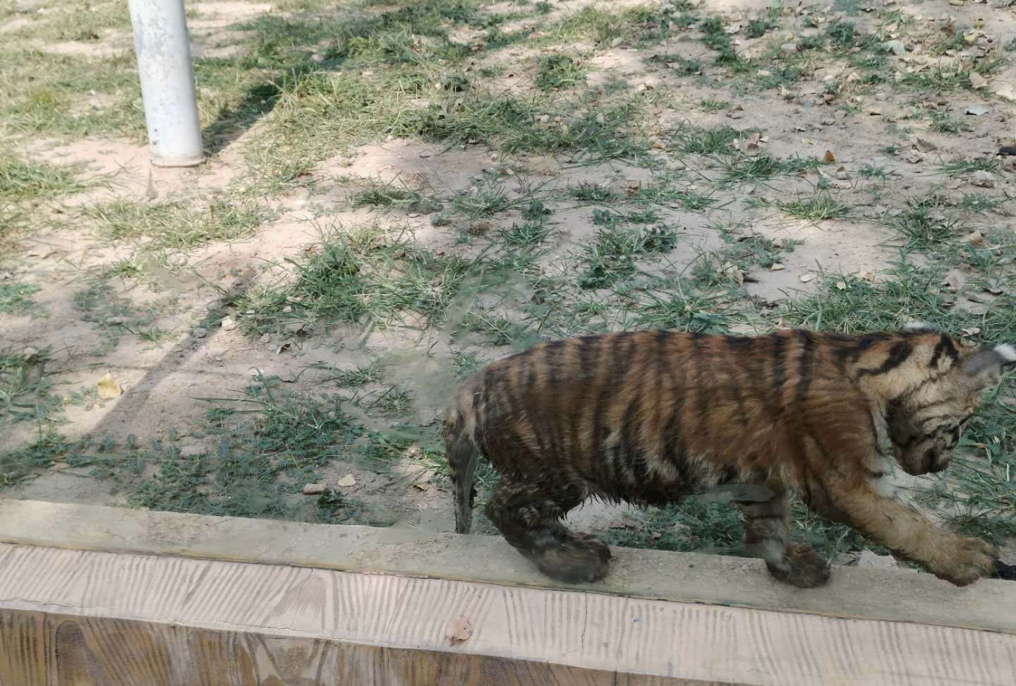 游河北保定爱保动物园,个人感觉来这溜娃挺合适啊_高清图集_新浪网