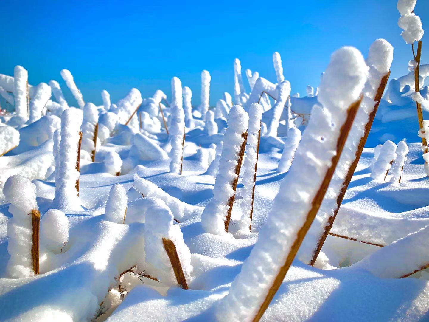 日照新增雪乡冬季游玩项目备受各届关注日照市民免费