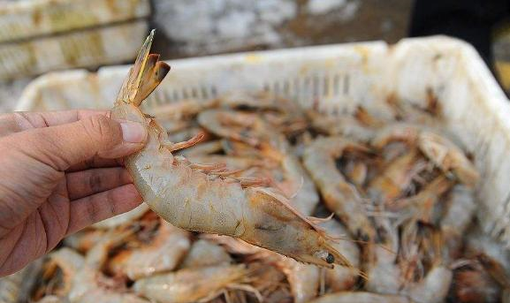 买大虾时,遇到这3种不要买,不新鲜没营养,老渔民从来不吃|大虾|虾