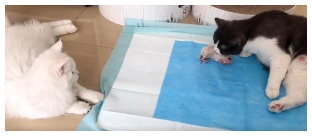 有文章提到“以蚊治蚊”技术，其中涉及“沃尔巴克氏体”“绝育雄蚊”等专业词汇，用秒词邦学习能行吗？