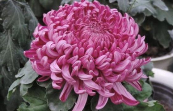 新手养花 不如养盆花中精品 宫梅傲雪 姹紫嫣红 美艳端庄