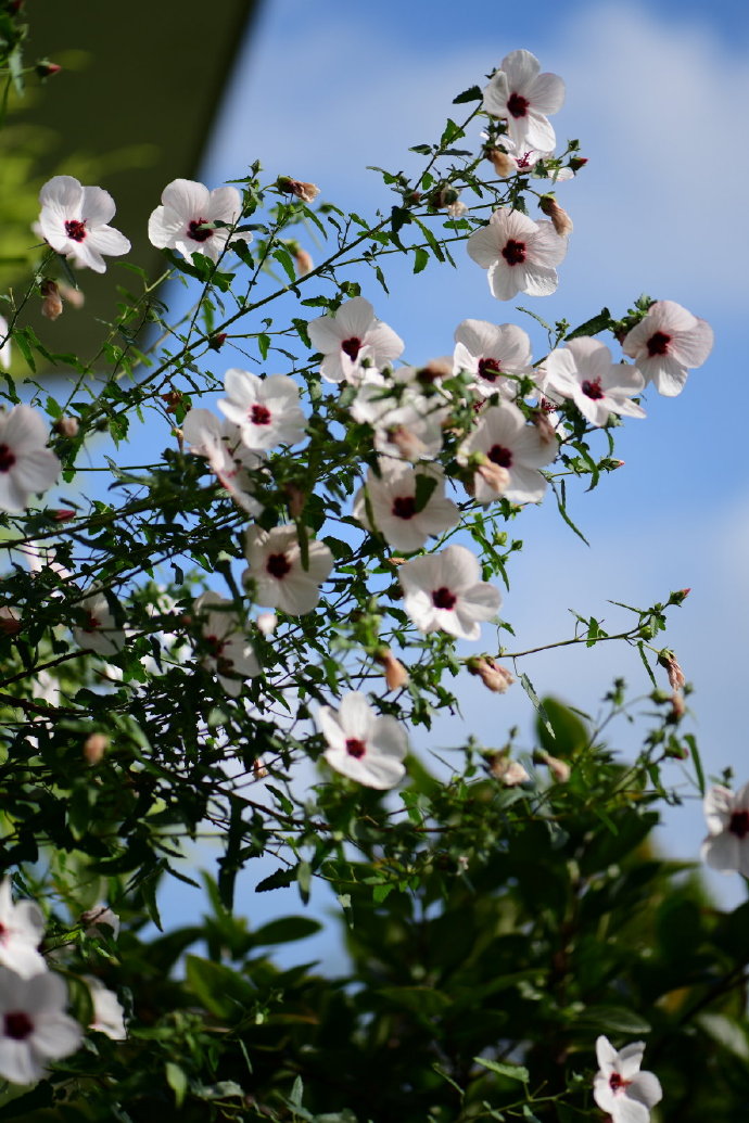 太美丽 高砂芙蓉葵 爆花中