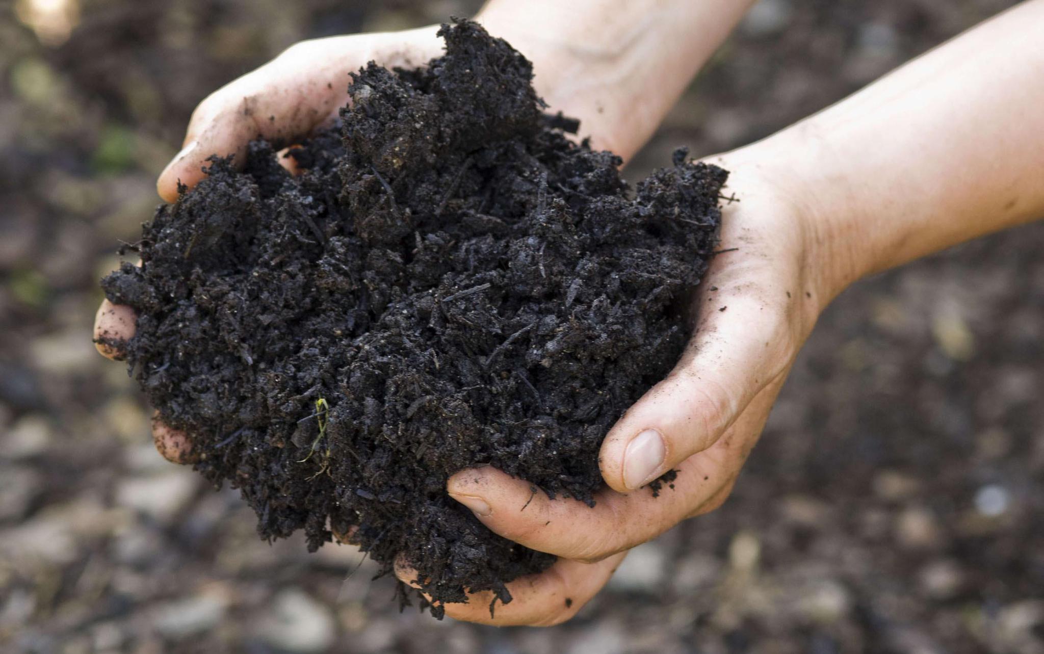 使用厨余堆肥种菜的神奇效果,别犹豫了,马上自己动手做制作吧|堆肥|菌