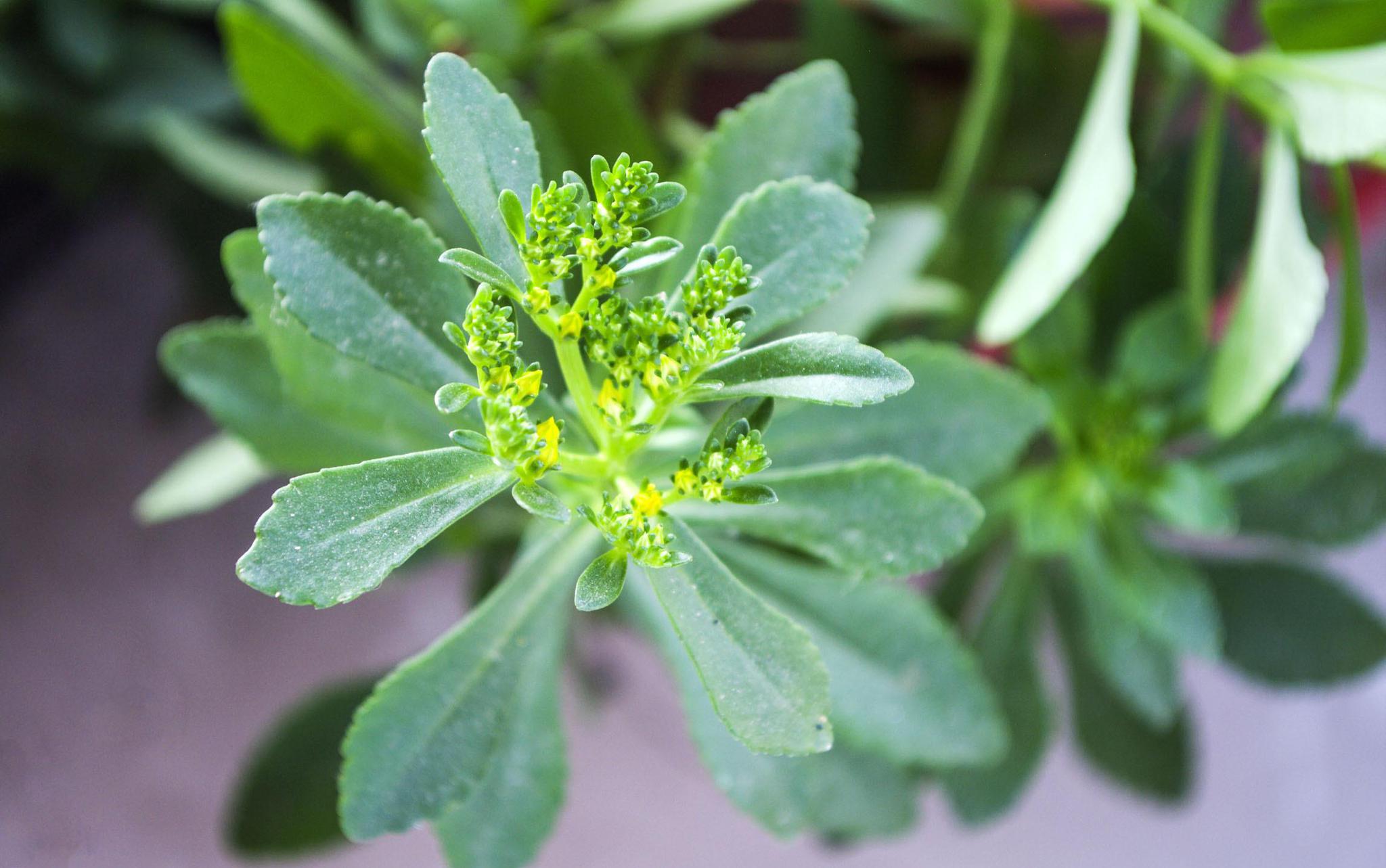 家里养盆"金不换",泡茶,食用都可以,减轻压力,增加记忆力!