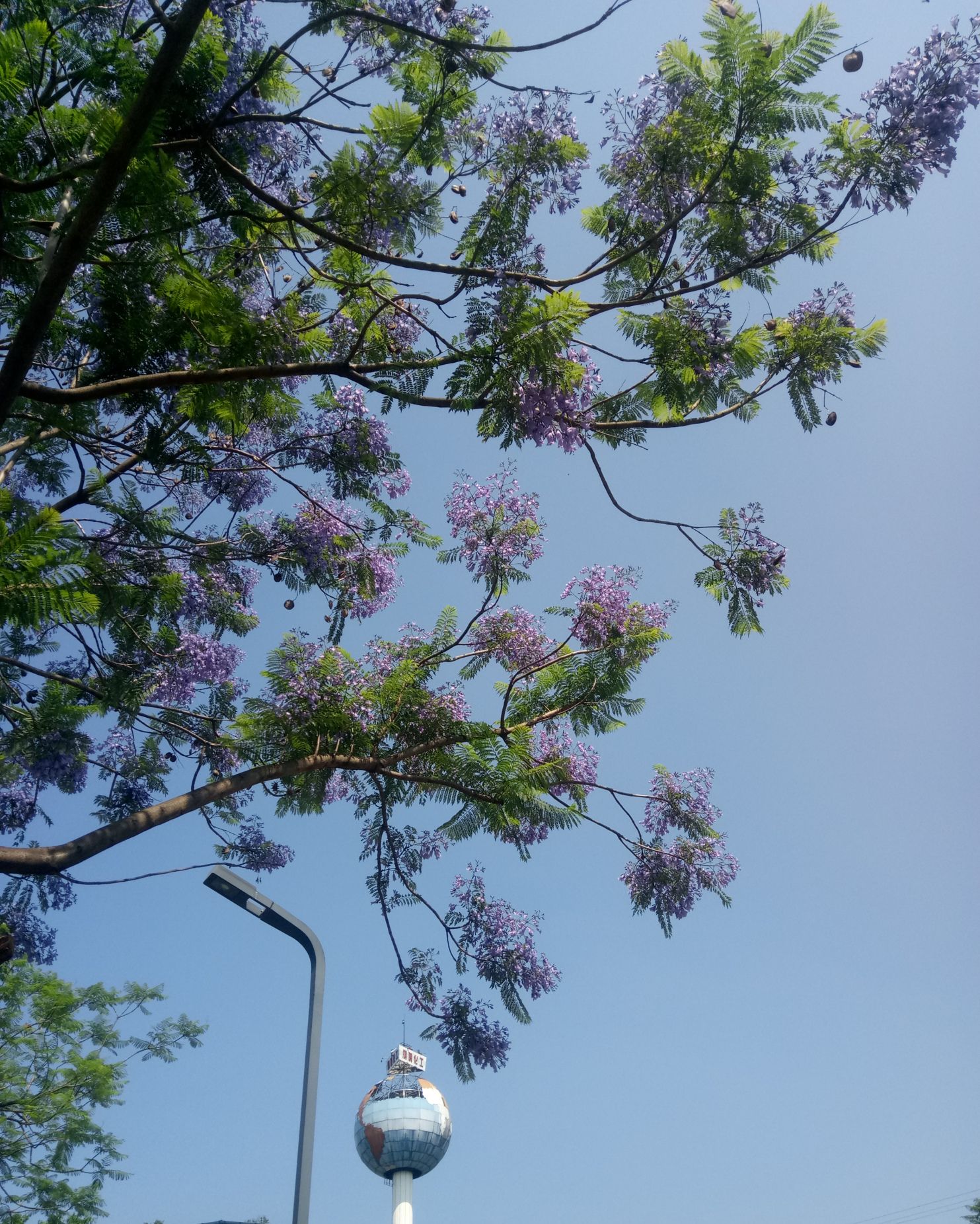 自贡东盐都旁漂亮的蓝花楹您错过了吗?