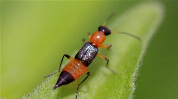 被称为飞行的硫酸!遇到隐翅虫切忌用手拍休闲区蓝鸢梦想 - Www.slyday.coM 被称为飞行的硫酸!遇到隐翅虫切忌用手拍休闲区蓝鸢梦想 - Www.slyday.coM