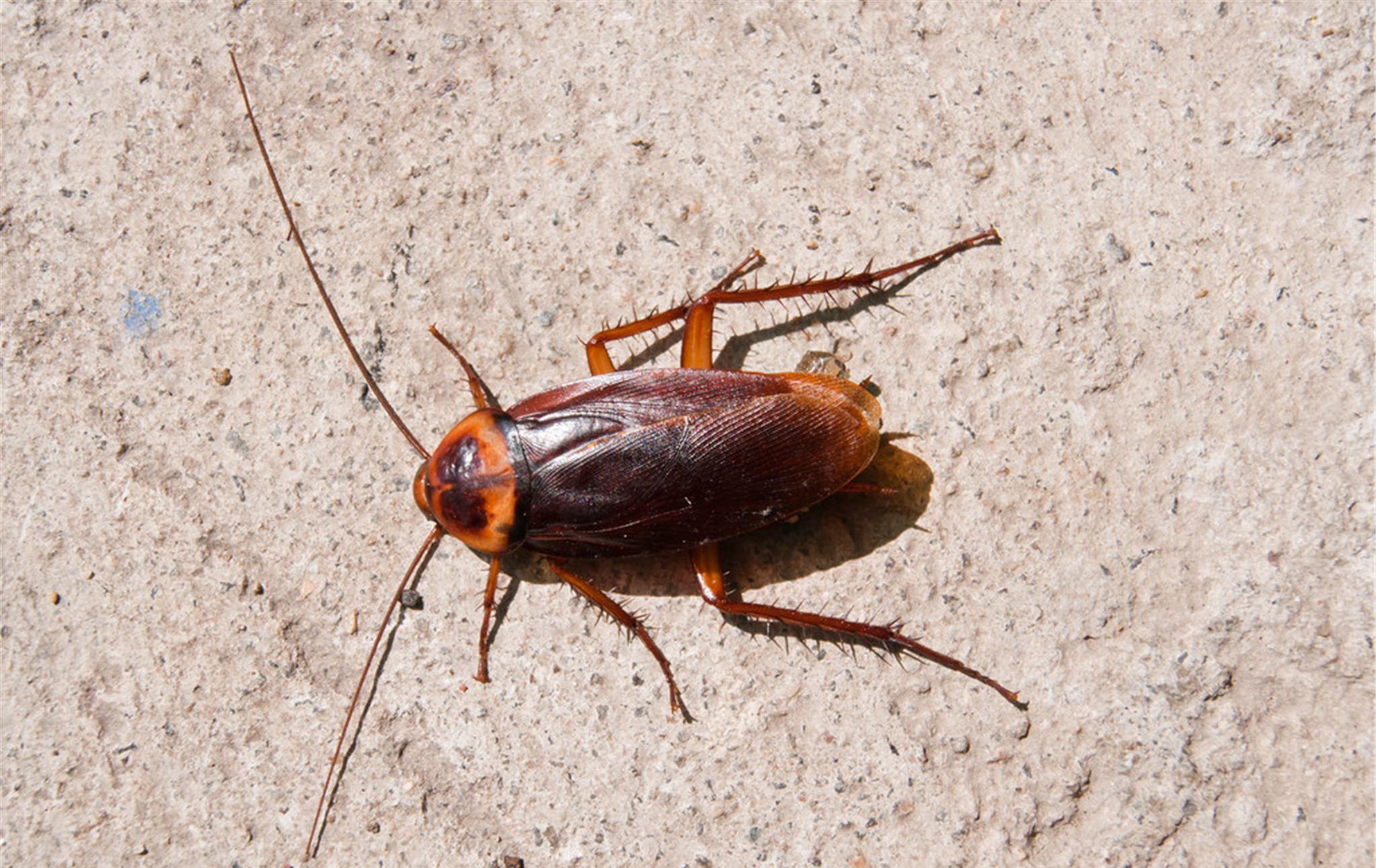 厨房蟑螂超级多只需1个瓶子蟑螂家族断子绝孙不花一毛钱